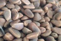 红松什么时候剪枝，浸泡后可掺入湿沙中摊晒