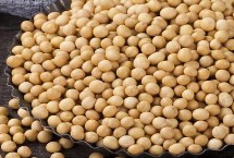 吉黑14大豆栽培技术要点，出苗至成熟平均118天