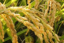 春优83水稻栽培技术要点，注意稻飞虱等病虫害防治