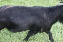 黑山羊适合什么地方养殖，沧山黑山羊是国家推广的肉用山羊品种