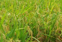 隆晶优8246水稻栽培技术要点，每亩插足基本苗6万以上