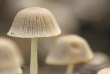 常见的食用蘑菇品种，蘑菇是一种真菌