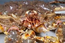 帝王蟹的种类，品种较多且个头比较大