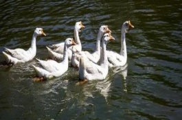 鹅拉绿色粪便怎么办，根据疾病类型注射对应药物