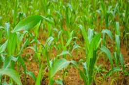连胜2025玉米栽培技术要点，夏播区6月上中旬播种