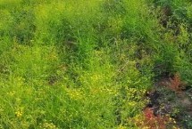 柴胡种植的注意事项,开花前要摘心除蕾 柴胡种植的注意事项,开花前要摘心除蕾