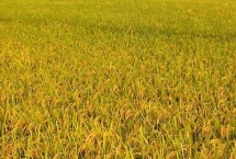 T两优186水稻栽培技术要点，每亩有效穗数16.7万