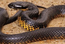 虎蛇有哪些品种，包括普通虎蛇、西方虎蛇、帝岛虎蛇等种类