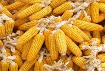 人和529玉米栽培技术要点，适宜播种期6月上中旬