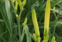 黄花菜的生长习性，庆阳黄花菜远销海外