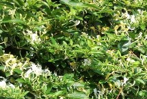 农村热门的药材种植项目，枸杞的产量一般更加稳定