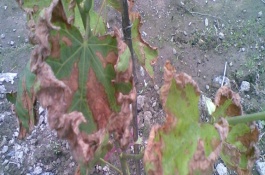 葡萄叶子的常见病害，常见的有炭疽病、白腐病等