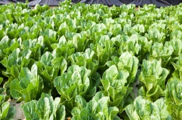 白菜的产地，现全国各地普遍都有栽培