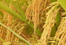 箴两优荃晶丝苗水稻栽培技术要点，每亩有效穗数16.4万穗