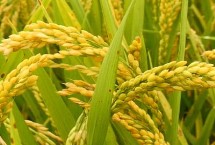 腾籼2号水稻栽培技术要点，保证品种的特性和质量