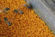 蜂群补助饲喂方法，制成粉饼可让蜂群自由采食