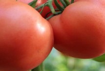 怎么预防秋番茄的四种生理性病害，过量使用氮肥会导致植株旺长、继而影响结果