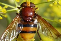 养蜂怎么控制蜂王，可能是囚王笼的栅格间隙太大