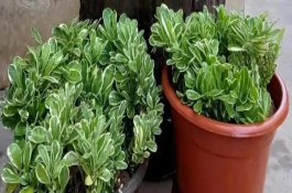 麒麟掌生小白虫怎么治，其汁液有毒