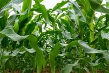 桂单902玉米栽培技术要点，春播生育期118天