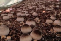 栽培的品种，栽培季节根据温度和当地气温情况而定