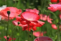 虞美人有没有毒，每天至少保证有4小时的直射日光