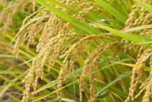 粤粳油占水稻栽培技术要点，中籼常规水稻品种