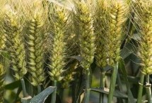 华麦18号小麦栽培技术要点，每亩适宜基本苗15万—17万