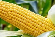 金博士912玉米栽培技术要点，中上等肥力地块种植