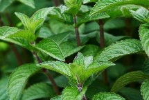薰衣草，这6种能驱蚊还能美化环境