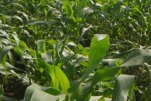 青秀001玉米栽培技术要点，春季播种