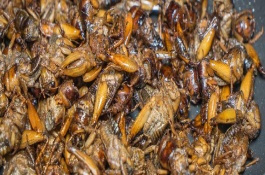 柴虫的形态特征，一斤需要70-100元左右