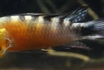 霸王短鲷简介，对水质要求高但饲养难度不大