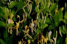 金银花的品种，外观、质感、花朵均不同