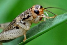 野生蟋蟀怎么养，以嫩芽、嫩叶及根为食