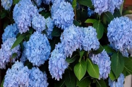 无尽夏一年开几次花，花期和外观均不同