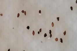 草莓种子几月份播种，开花与浆果生长初期要分别灌水1次