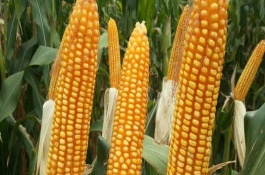 陵单6号玉米栽培技术要点，出苗至成熟116～141天