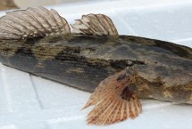 生活习性，属淡水鱼类