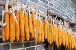 渝豪单3号玉米栽培技术要点，中抗茎腐病和穗腐病