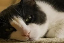 猫得了猫癣需不需要隔离，尽量隔离病猫