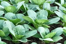 油菜的种植时间，播种前需晒种