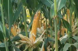 红泰696玉米栽培技术要点，中抗大斑病