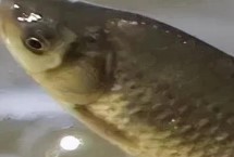 金鱼越冬最低温度是多少，根据水温投喂饲料