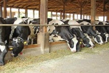 公奶牛能当肉牛养吗，牛舍漏风处要及时修补