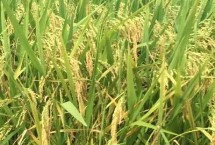 巨基12号水稻栽培技术要点，香稻品种