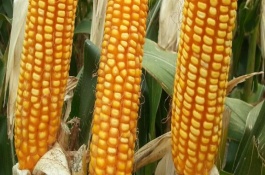 巡天1102玉米栽培技术要点，该品种中抗小斑病