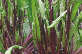 红菜苔的病害有哪些，幼苗栽植不宜过深