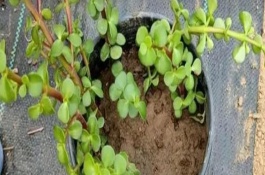 金枝玉叶幼苗的修剪方法，剪下健壮饱满的枝条、晾干后再插入土壤中