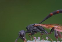 生物学分类，是寄生性蜂类